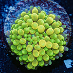 Green/Yellow Ricordea Mushroom - riptide aquaculture llc