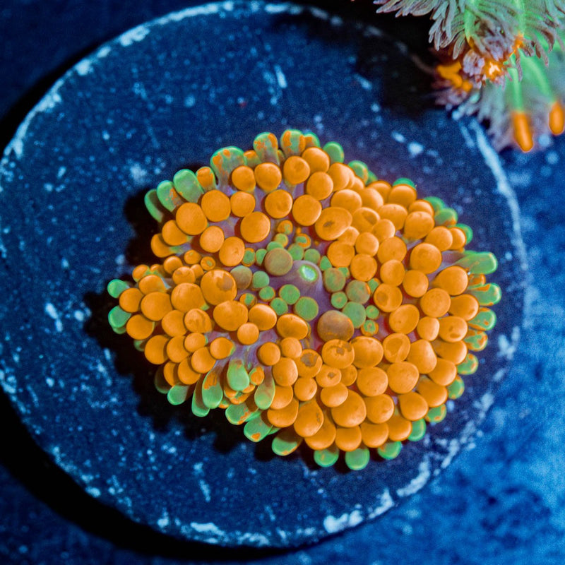 Orange Ricordea Mushroom
