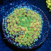Green/Yellow Ricordea Mushroom - riptide aquaculture llc