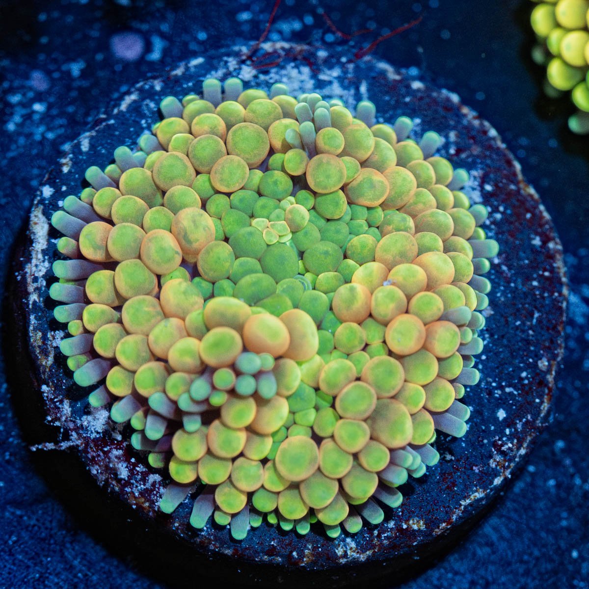 Green/Yellow Ricordea Mushroom - riptide aquaculture llc