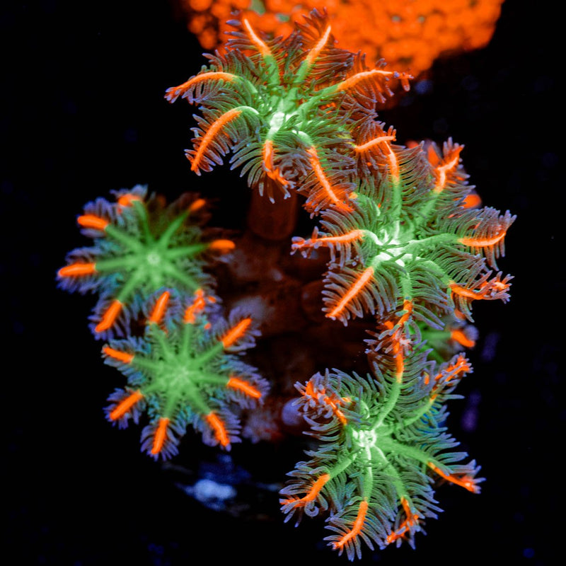 ARC FireWork Clove Polyps