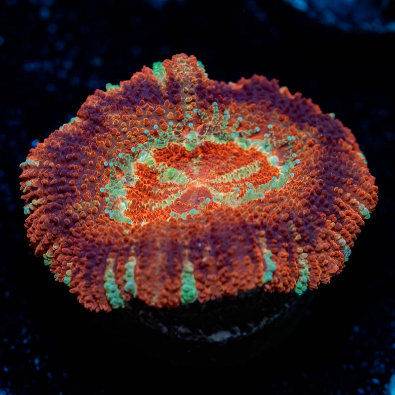 Blood Moon Asian Acan