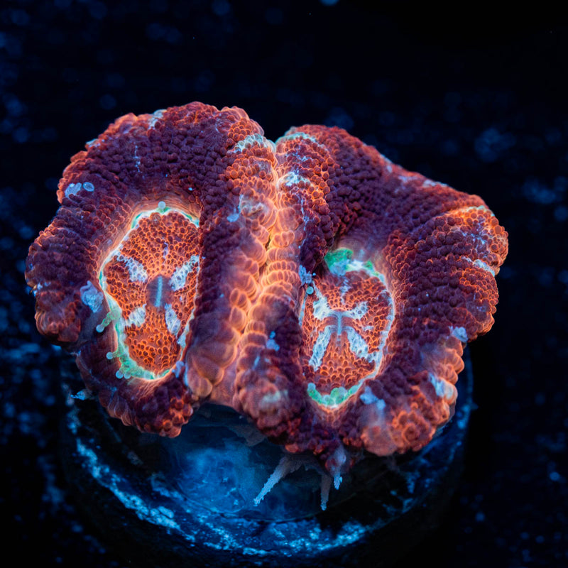 Blood Moon Asian Acan