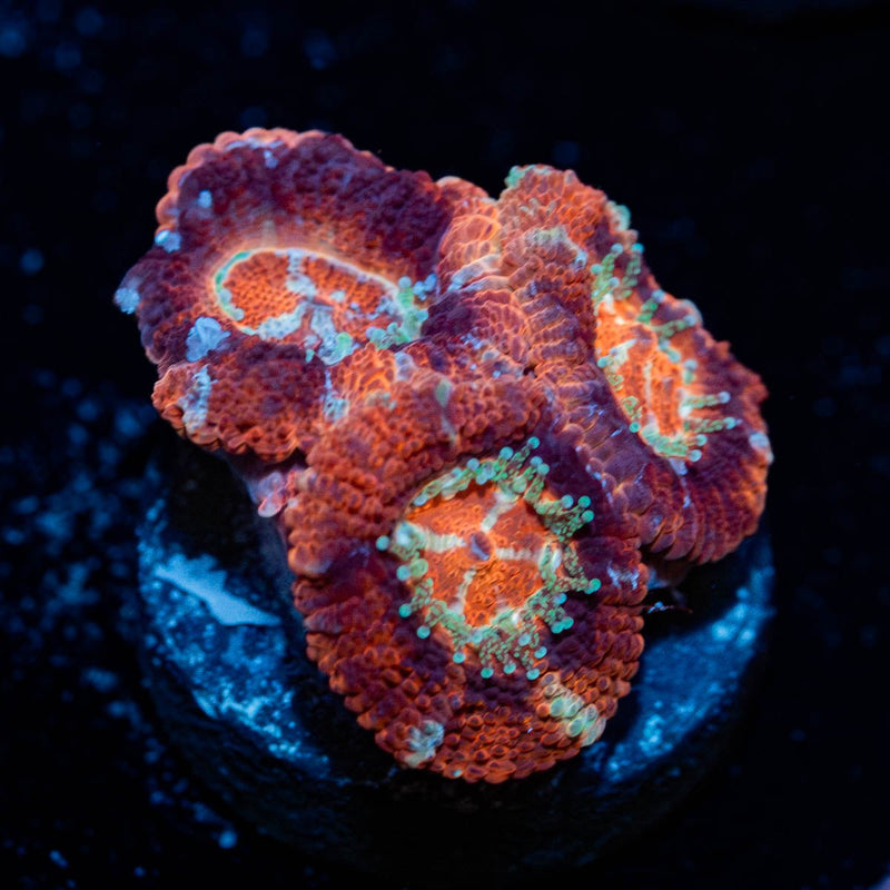 Blood Moon Asian Acan
