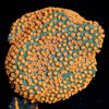 Sunset Montipora - riptide aquaculture llc