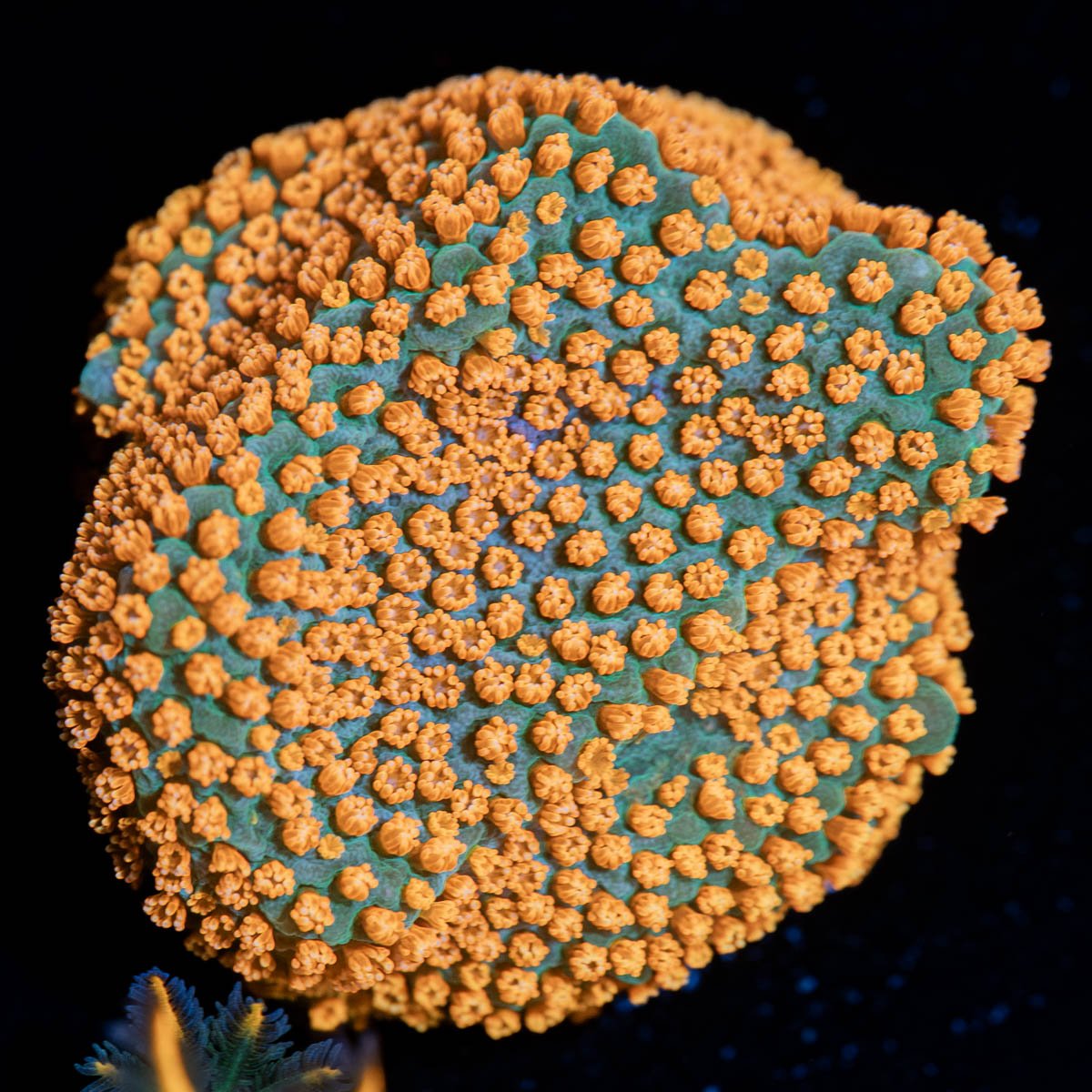 Sunset Montipora - riptide aquaculture llc