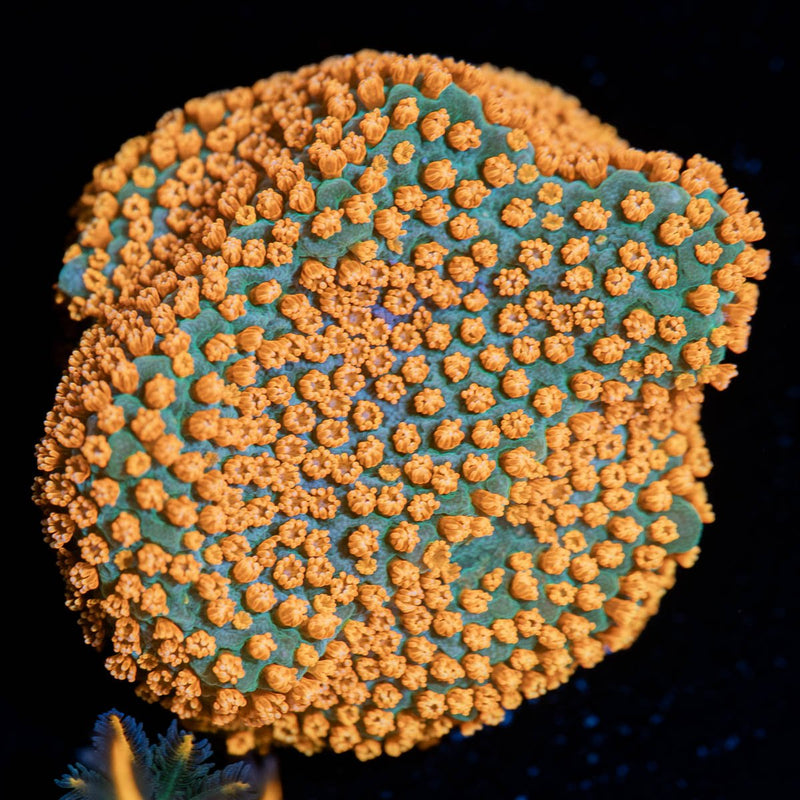 Sunset Montipora