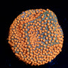 Sunset Montipora - riptide aquaculture llc