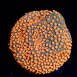 Sunset Montipora - riptide aquaculture llc