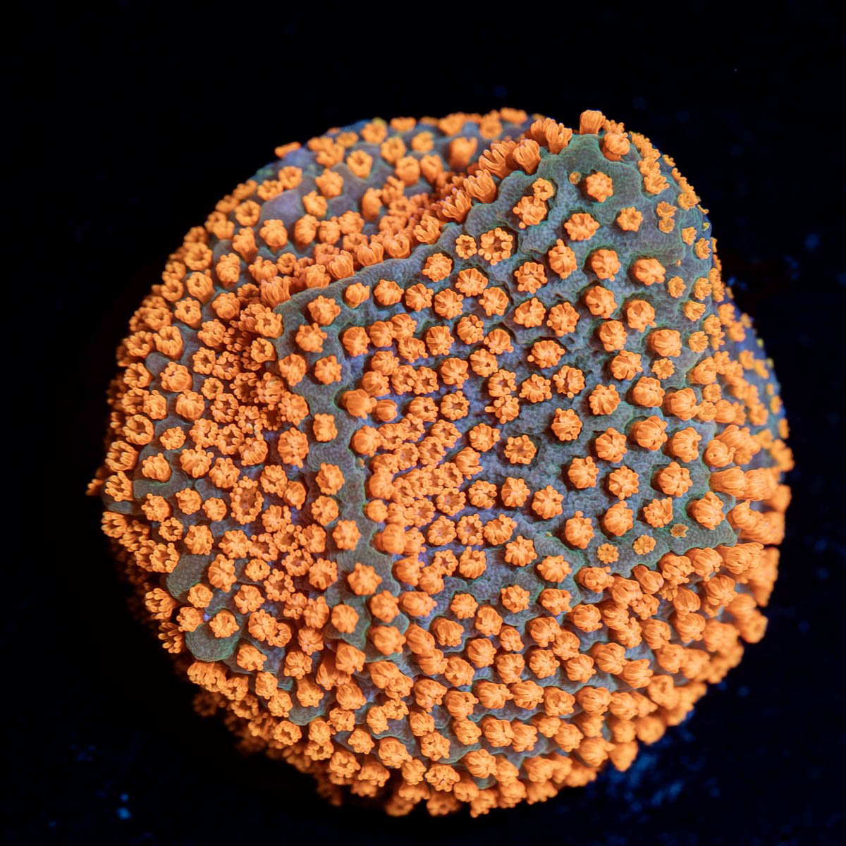 Sunset Montipora - riptide aquaculture llc