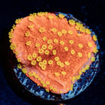 Starburst Cap Montipora - riptide aquaculture llc