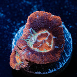 Blood Moon Asian Acan - riptide aquaculture llc