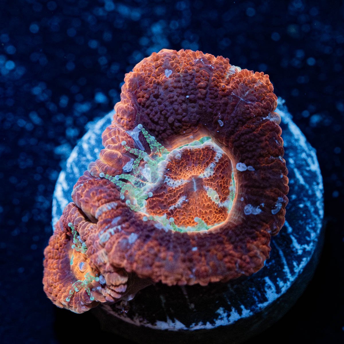 Blood Moon Asian Acan - riptide aquaculture llc