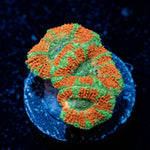 Orange Crush Asian Acan - riptide aquaculture llc