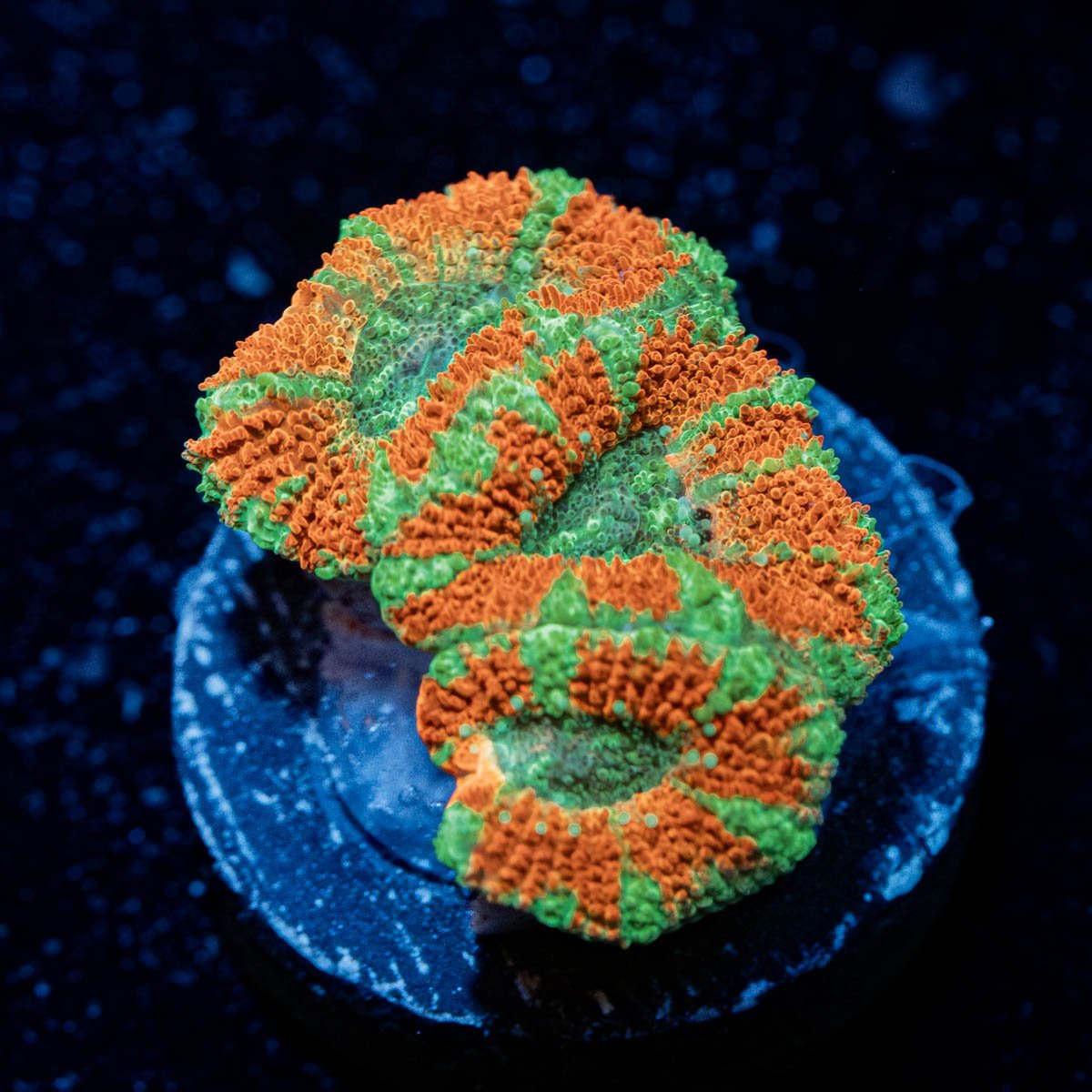 Orange Crush Asian Acan - riptide aquaculture llc