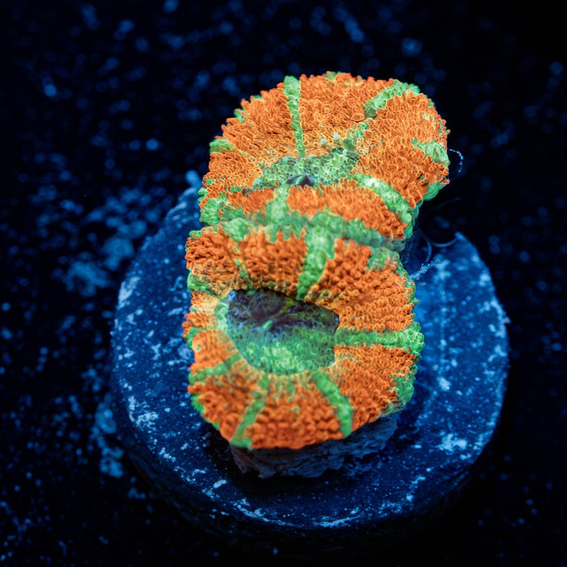 Orange Crush Asian Acan