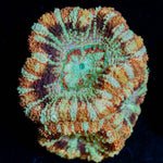 Wolverine Asian Acan - riptide aquaculture llc