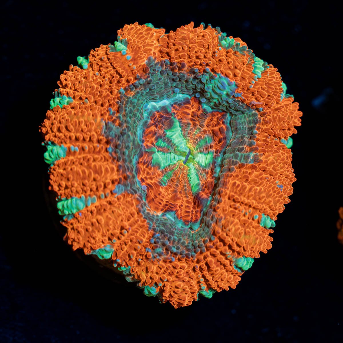 Captain Hook Asian Acan - riptide aquaculture llc