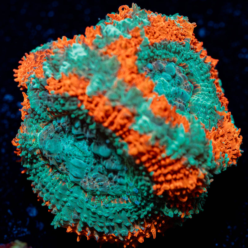 Miami Summer Asian Acan