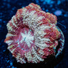 Koala Lovers Asian acan - riptide aquaculture llc