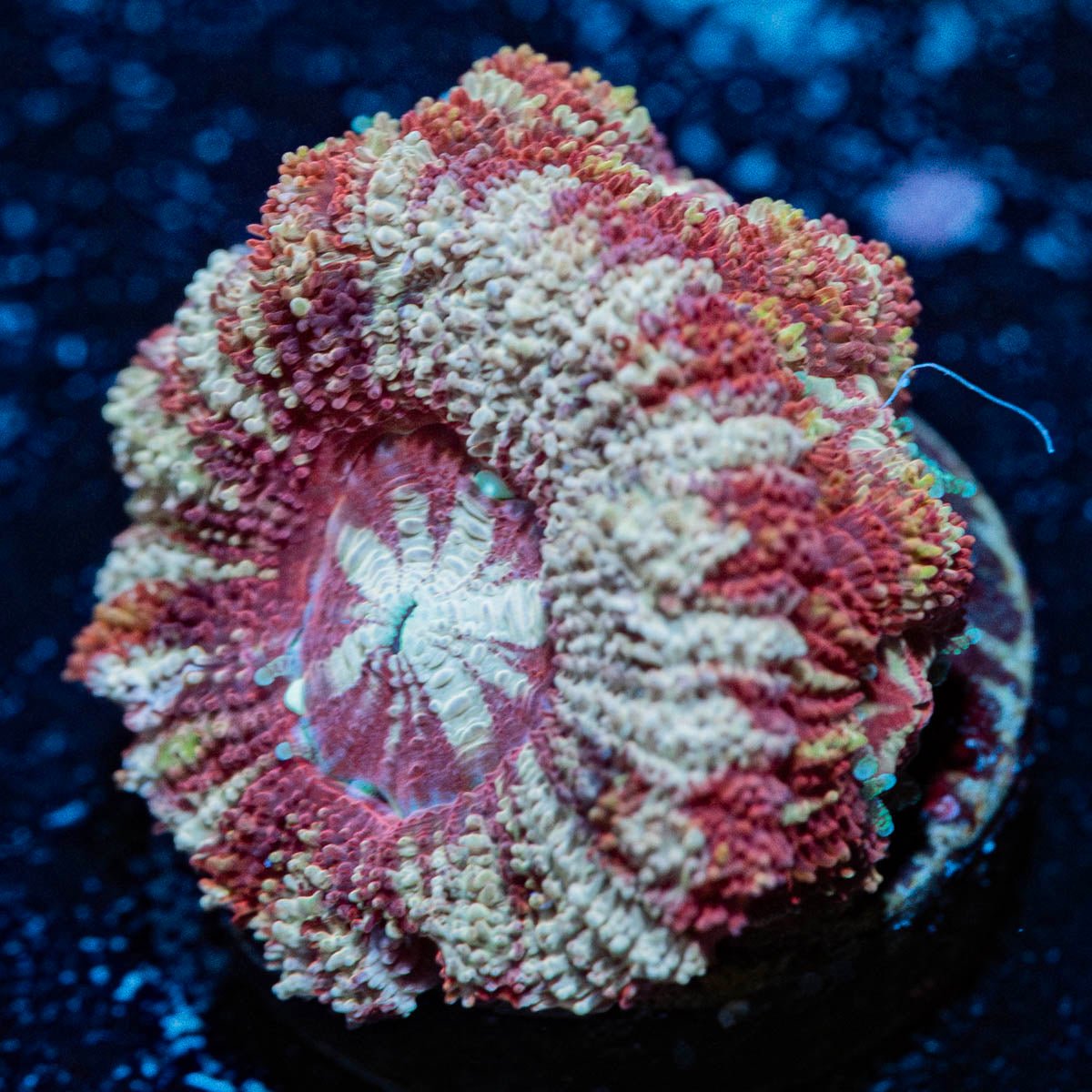 Koala Lovers Asian acan - riptide aquaculture llc