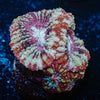 Koala Lovers Asian acan - riptide aquaculture llc