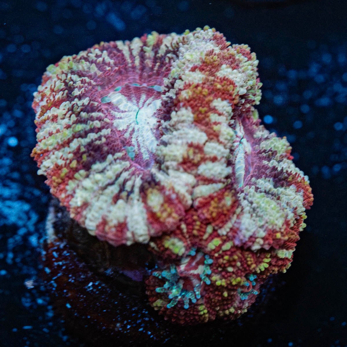 Koala Lovers Asian acan - riptide aquaculture llc