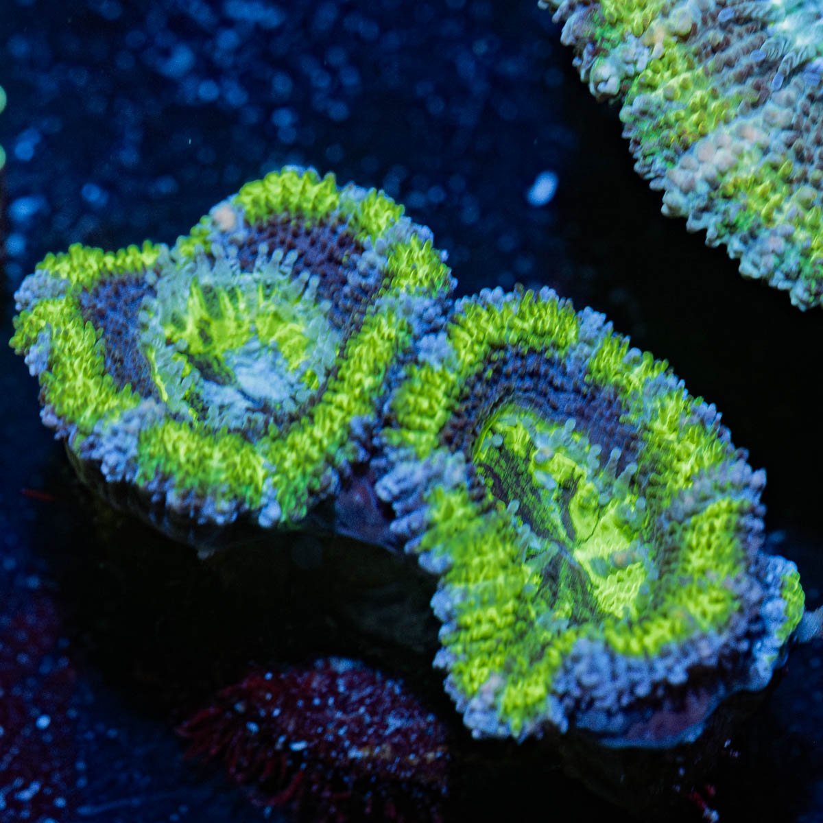 Green Acan - riptide aquaculture llc
