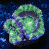Green Acan - riptide aquaculture llc