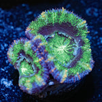 Green Acan - riptide aquaculture llc