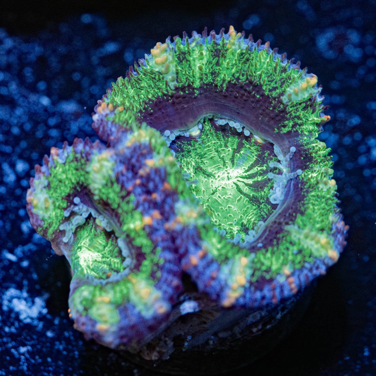 Green Acan - riptide aquaculture llc