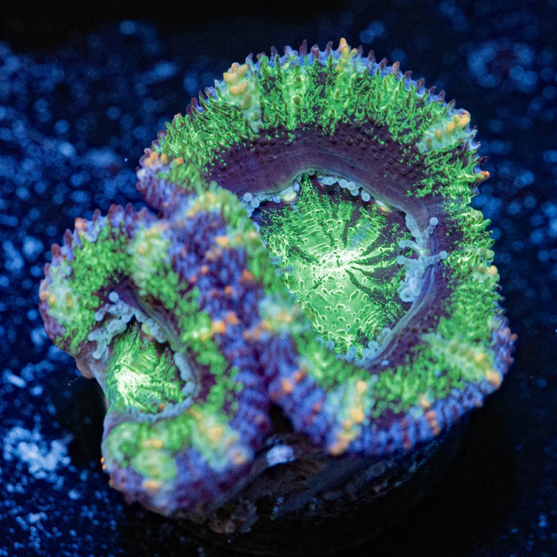 Green Acan