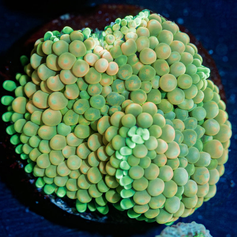 Yellow Green Ricordea