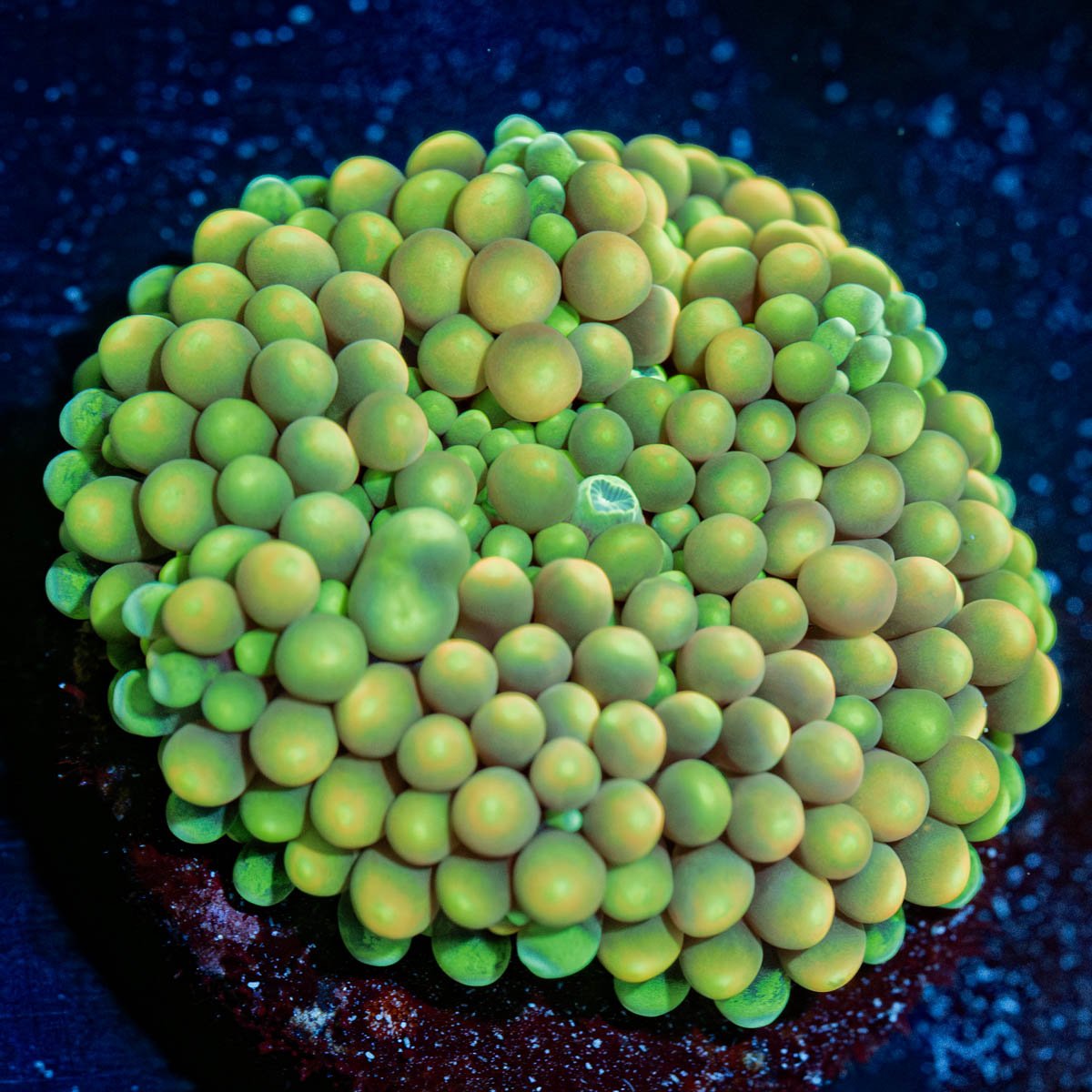 Yellow Green Ricordea - riptide aquaculture llc