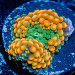 Orange Ricordea Mushroom - riptide aquaculture llc