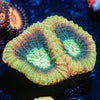 Dragon Slayer Favia - riptide aquaculture llc