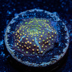 Rainbow Interstellar mushroom - riptide aquaculture llc