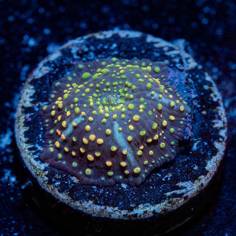 Rainbow Interstellar mushroom