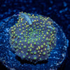 Rainbow Interstellar mushroom - riptide aquaculture llc