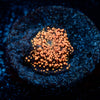 Interstellar Mushroom - riptide aquaculture llc