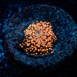 Interstellar Mushroom - riptide aquaculture llc