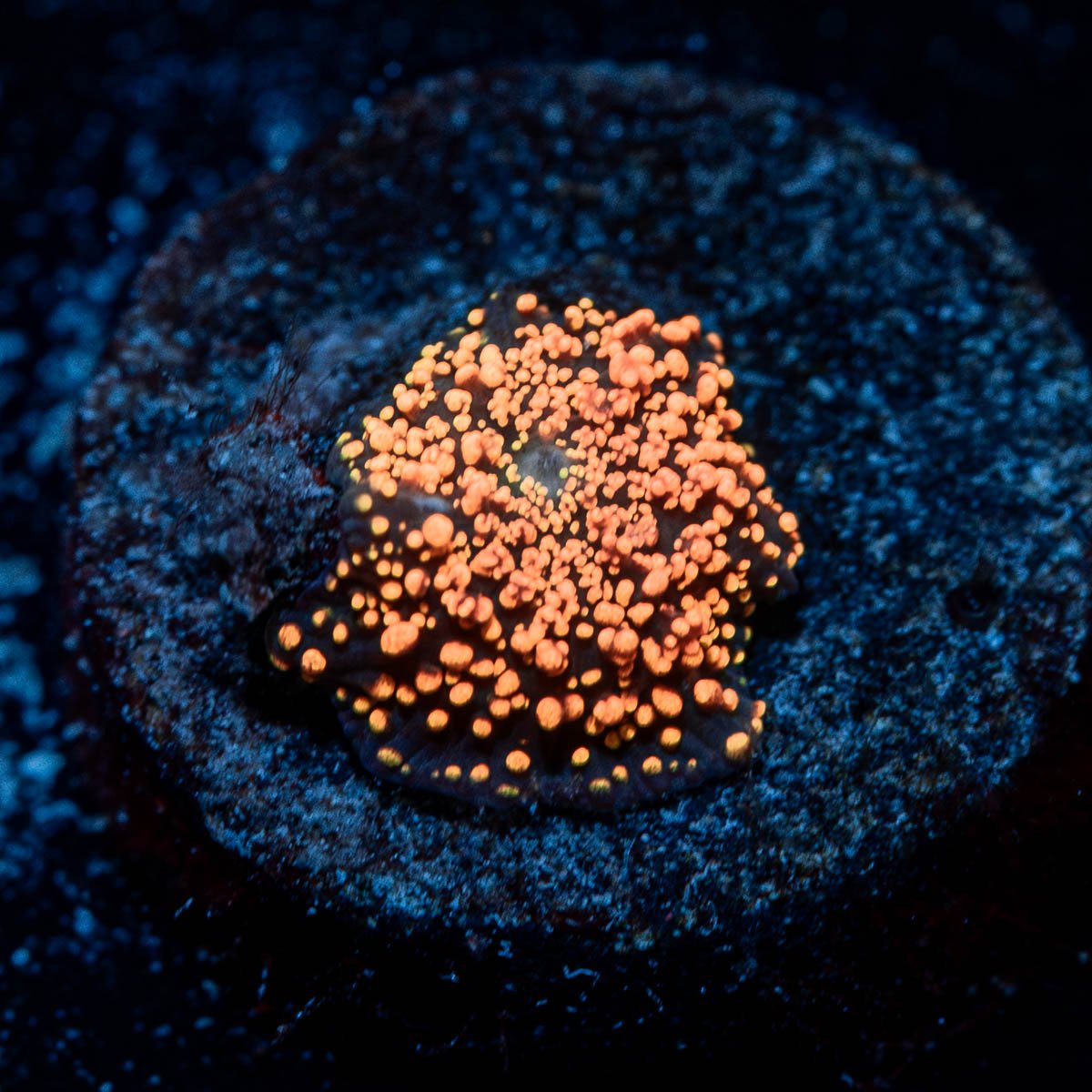 Interstellar Mushroom - riptide aquaculture llc