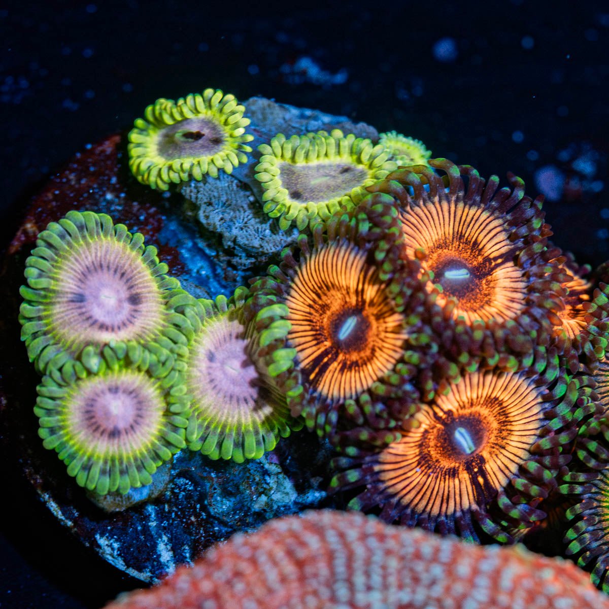 Zoanthid Combo - riptide aquaculture llc