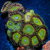 Zoanthid Combo - riptide aquaculture llc