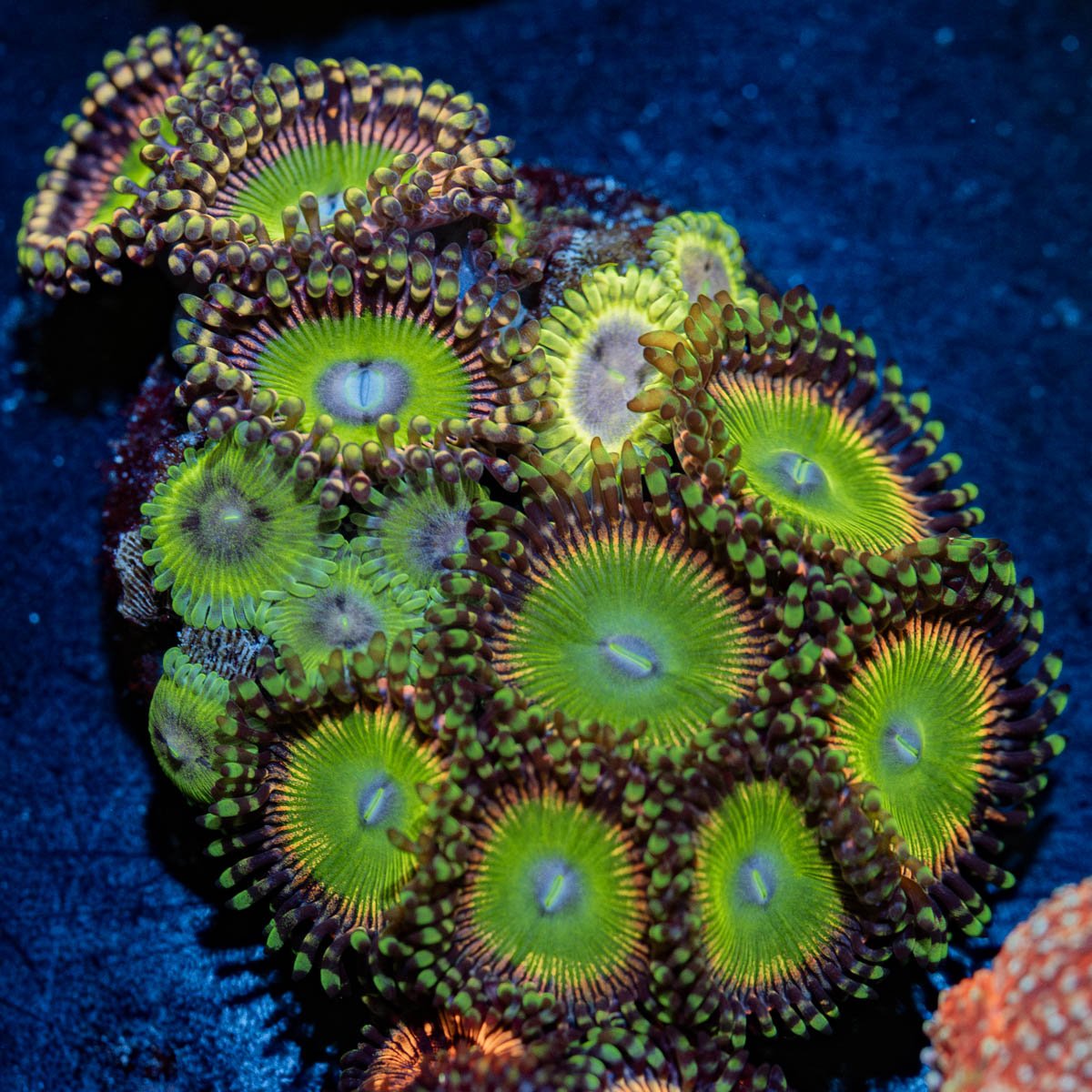 Zoanthid Combo - riptide aquaculture llc