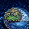 Sunkist Bounce Mushroom - riptide aquaculture llc