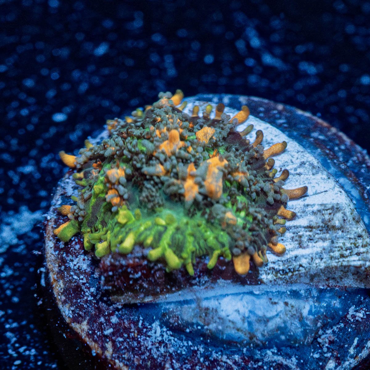 Sunkist Bounce Mushroom - riptide aquaculture llc
