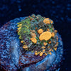 Sunkist Bounce Mushroom - riptide aquaculture llc