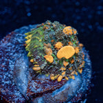 Sunkist Bounce Mushroom - riptide aquaculture llc