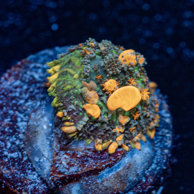 Sunkist Bounce Mushroom